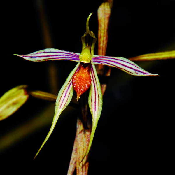 เอื้องแฝง Aphyllorchis caudata Rolfe ex Downie<br/>ORCHIDACEAE